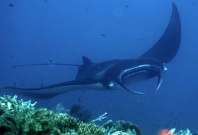 Komodo 2016 - Oceanic Manta Ray - Raie Manta Oceanique - Manta Birostris - IMG_7125_rc